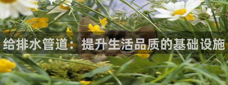 天辰娱乐白屏